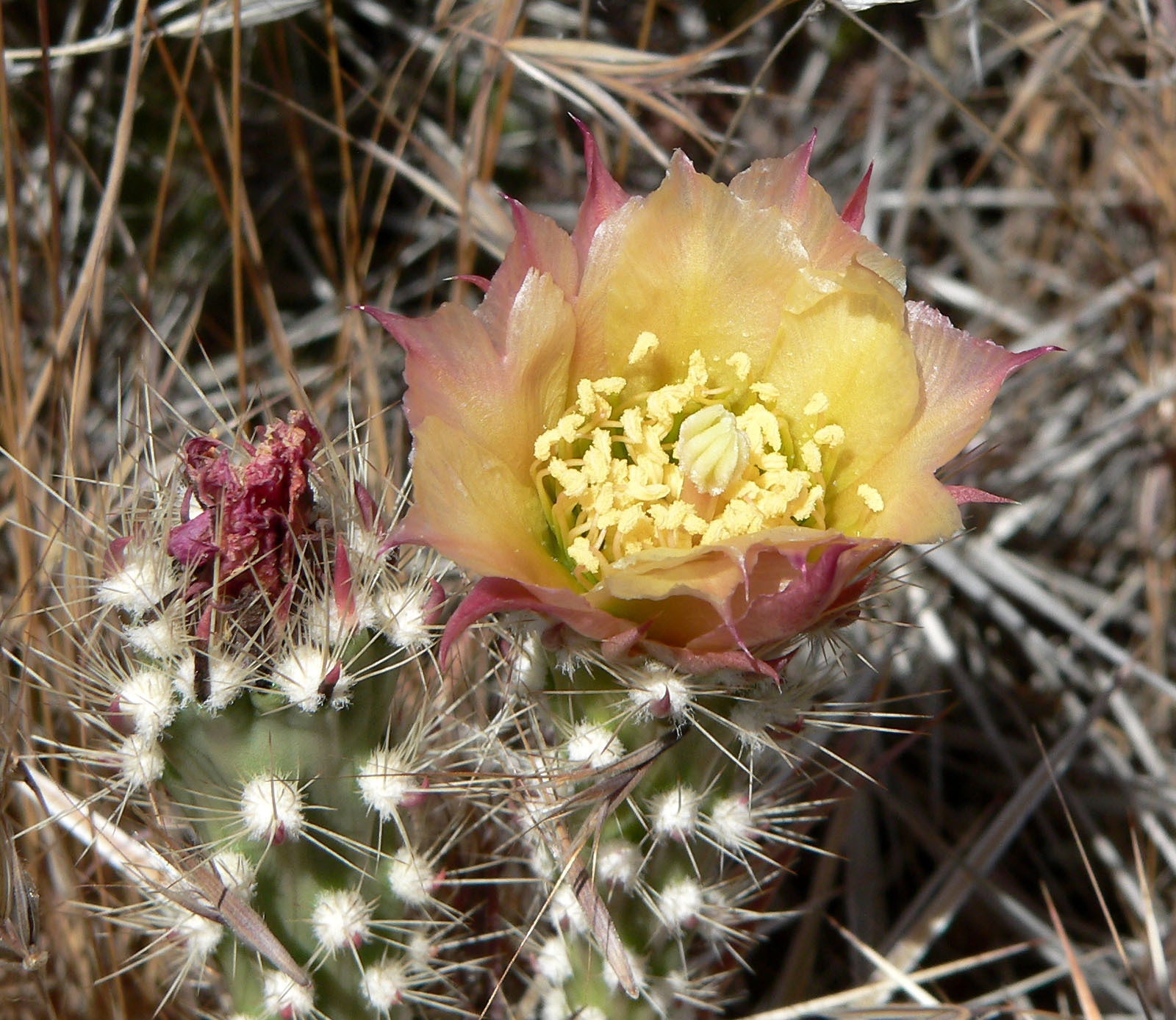 Grusonia parishii