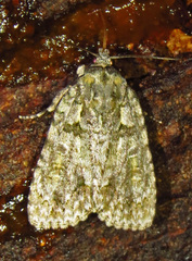 Acronicta modica