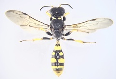 Crossocerus binotatus