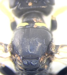 Crossocerus binotatus