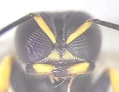 Crossocerus binotatus