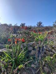 Phycella cyrtanthoides