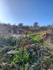 Phycella cyrtanthoides