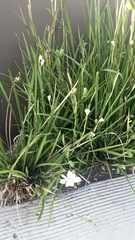 Dietes