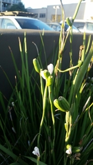 Dietes