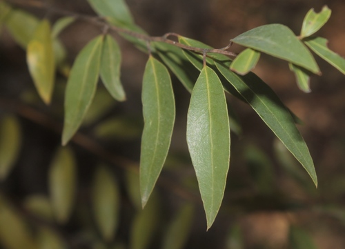 Subespecies Litsea glaucescens schaffneri · iNaturalist Mexico