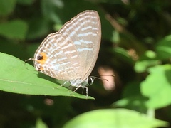 Jamides alecto ageladas