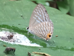 Jamides alecto ageladas