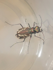 Cicindela bellissima