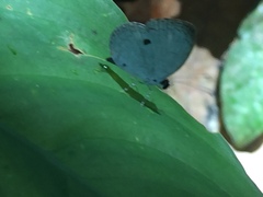 Neopithecops zalmora zalmora