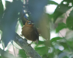 Philydor atricapillus