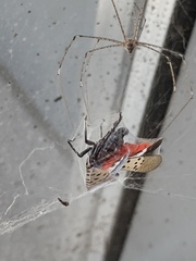 Crossopriza