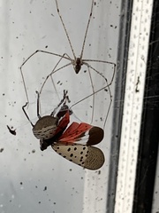 Crossopriza