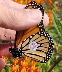 Danaus plexippus