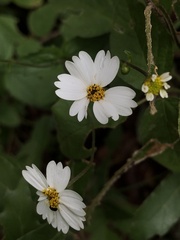 Alloispermum michoacanum