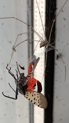 Crossopriza