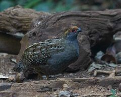 Odontophorus capueira