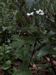 Alloispermum michoacanum