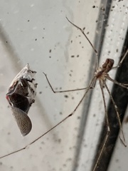 Crossopriza
