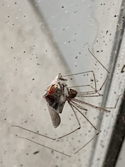 Crossopriza