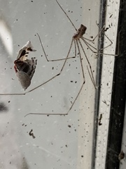 Crossopriza
