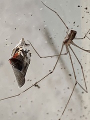 Crossopriza