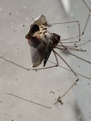 Crossopriza