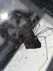 Crossopriza