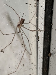 Crossopriza