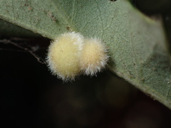 Disholandricus lasius