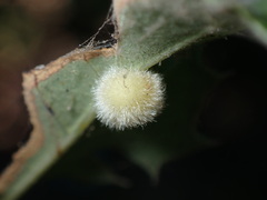 Disholandricus lasius