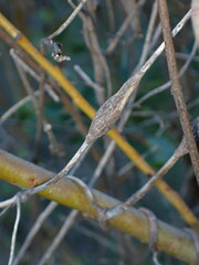 Neolasioptera convolvuli