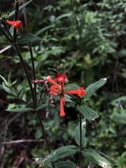 Bouvardia tenuifolia