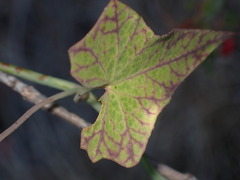 Neolasioptera convolvuli
