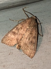 Ipimorpha pleonectusa