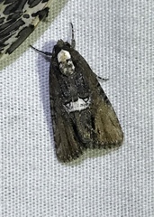 Bryolymnia semifascia