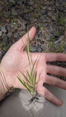 Panicum philadelphicum philadelphicum