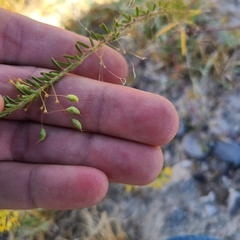 Cleomella plocasperma