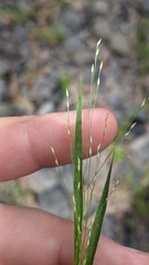 Panicum philadelphicum philadelphicum