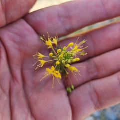 Cleomella plocasperma