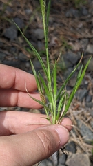 Panicum philadelphicum philadelphicum