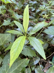 Impatiens balsamina