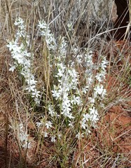 Macgregoria racemigera