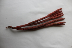 Phlegmariurus crassus