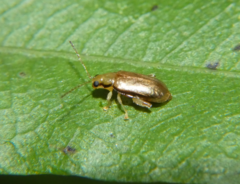 Systena marginalis