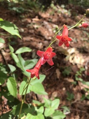 Penstemon miniatus