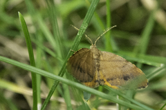 Mellilla xanthometata
