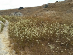 Perideridia kelloggii