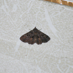 Metalectra praecisalis