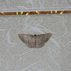 Pycnoneura protrusilinea